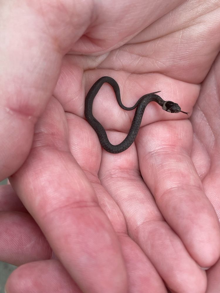 A tiny snake (Dekay’s Brownsnake) with its tongue out.
