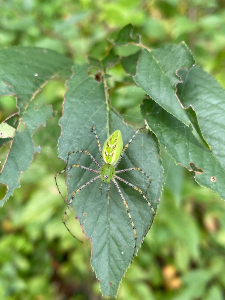 A large light green spider on a leaf