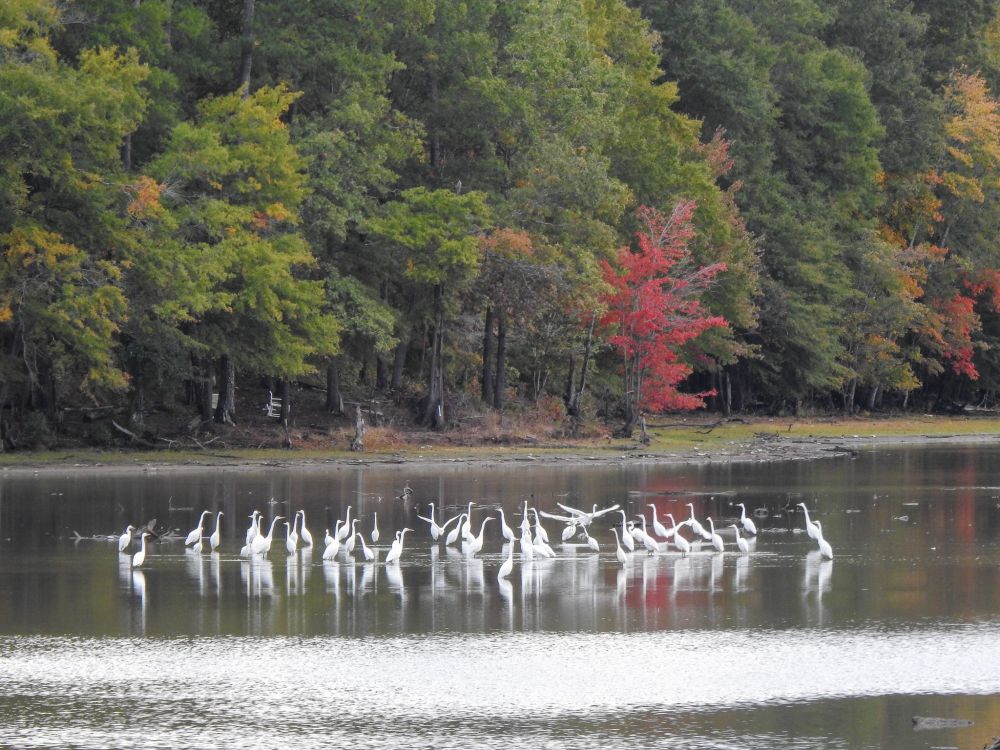 A flock of 30 or so large white birds (Great Egrets) in shallow water in front of green trees with one red tree in the group.