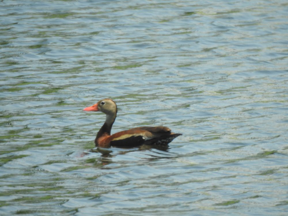 A Black-bellied Whistling Duck on the water. The bird has a pale orange bill, grayish head, and warm brown body.