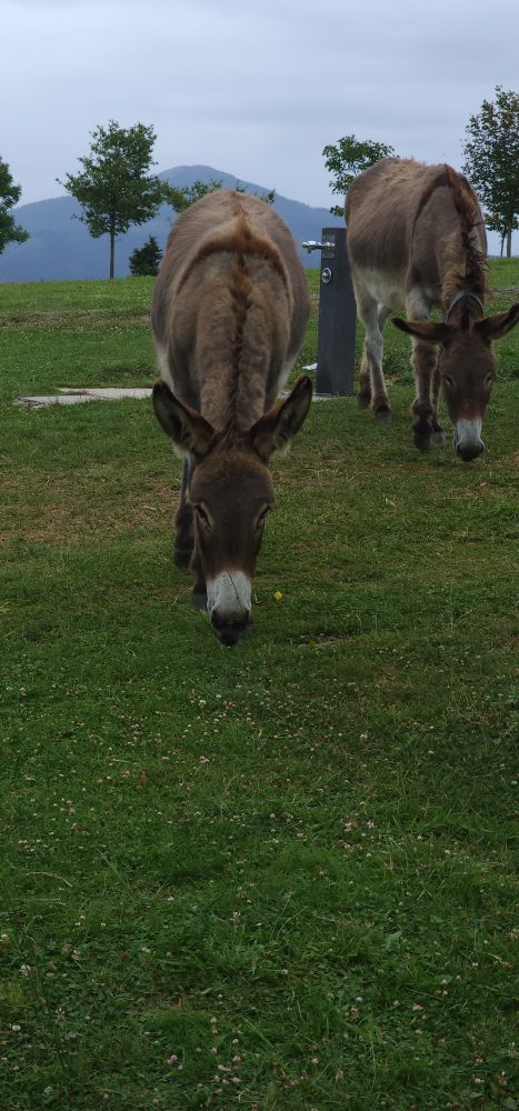 Dos burros en el país vasco. Two donkeys in the basque country. 