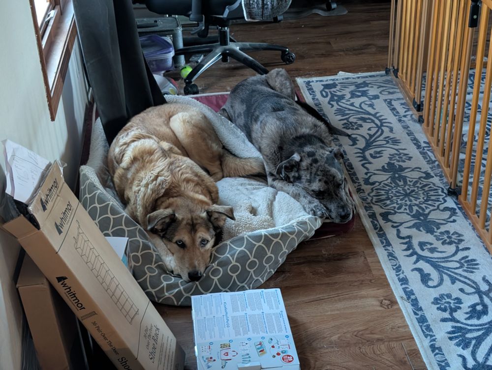 Two dogs laying side by side looking extremely pathetic