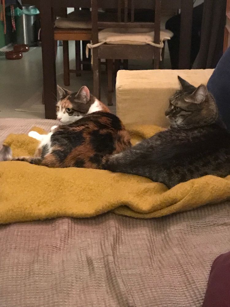 Two cats laying behind eachother in very similar positions.