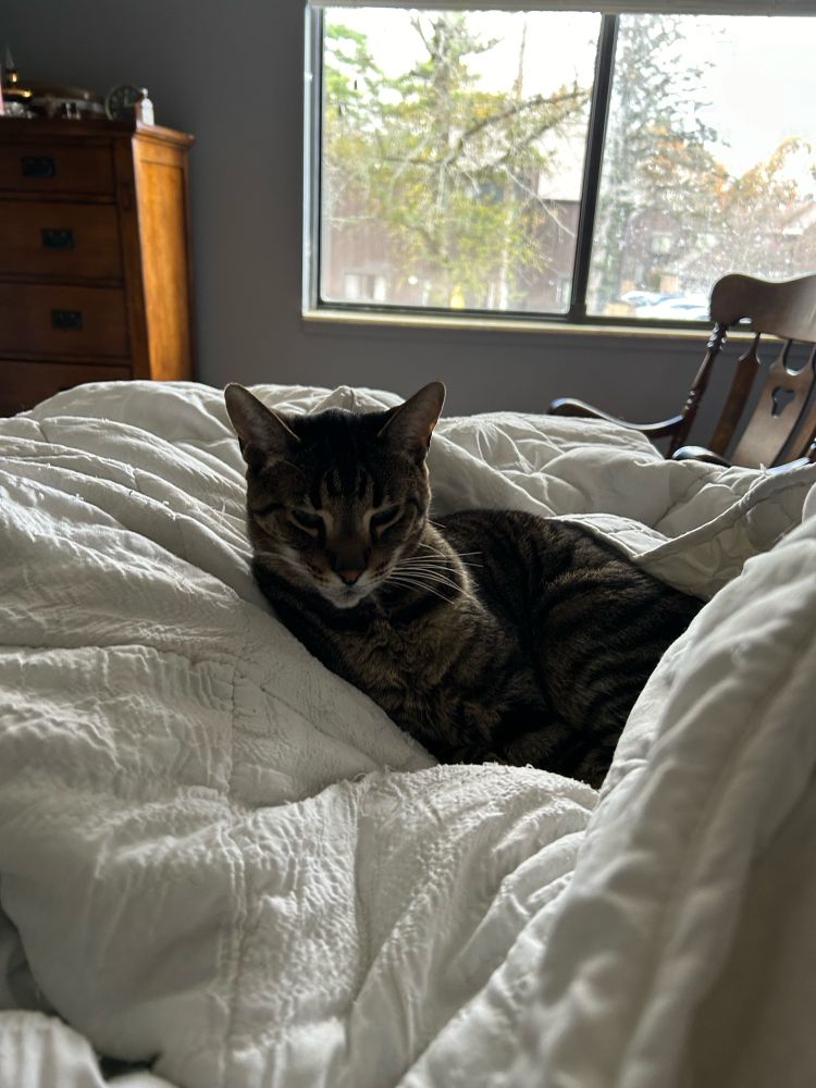 A handsome kitty lays in the middle of a white blanket in the middle of the bed making it very awkward for his mom (not pictured) to lay