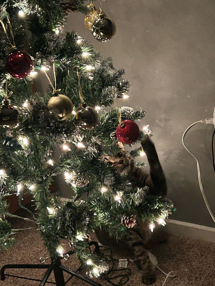 A lovely Christmas tree all lit up with lights and gold and red bulbs and one cat arm sticking out from behind the tree bapping the ornament despite being told to knock it off approximately elevenity billion times. 