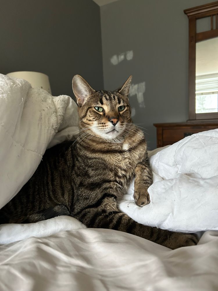 A cat sitting as a distinguished gentleman who is now a whole decade old