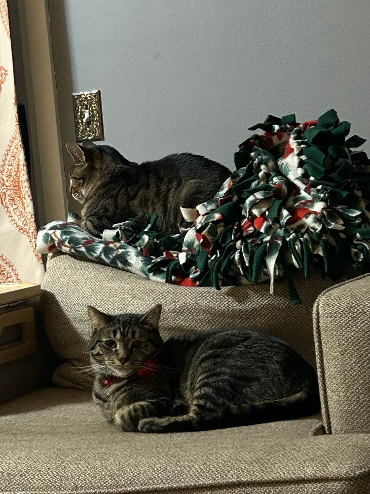 A handsome cat lays on a Christmas blanket at the back of a chair while a fluffy menace cat lays on the chair looking at the camera