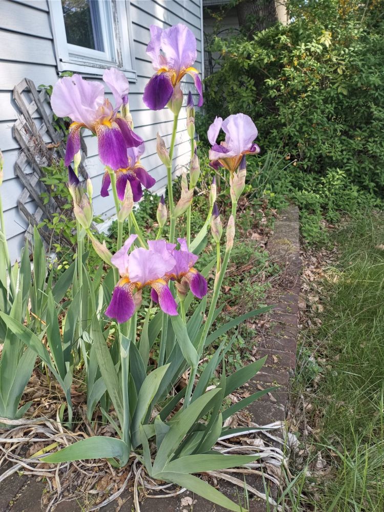 Iris flowers