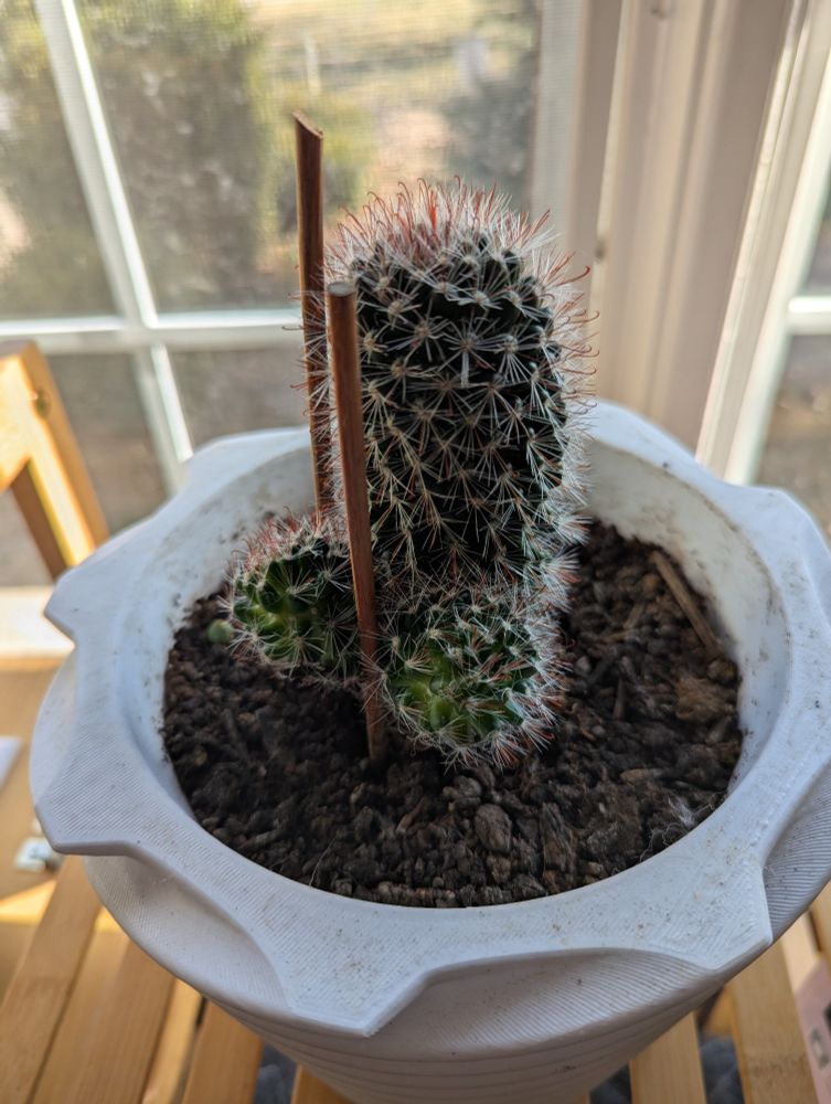 A phallic-shaped decorative cactus in a white 3D-printed pot. The cactus is supported by two wooden stakes and two round nodules resembling testicles 
