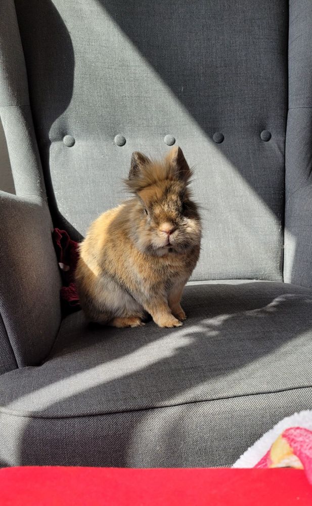 Ein schwarz braunes Kaninchen sitzt auf einem Sessel und guckt in die Kamera. Es wird von Sonnenlicht beleuchtet.