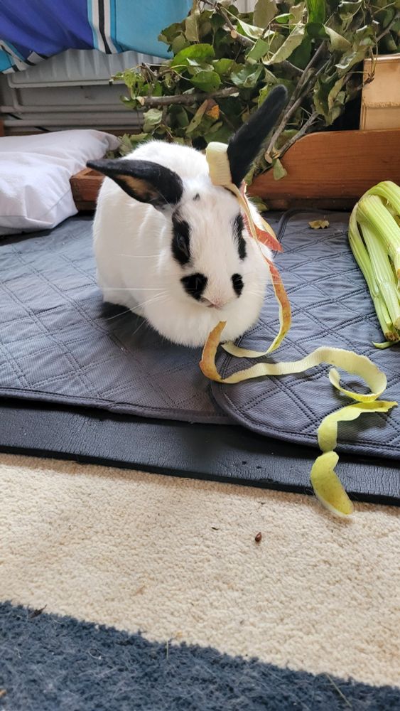 Ein schwarz weißes Kaninchen guckt in die Kamera, an dem rechten Ohr hängt ein langer Streifen Apfelschale.