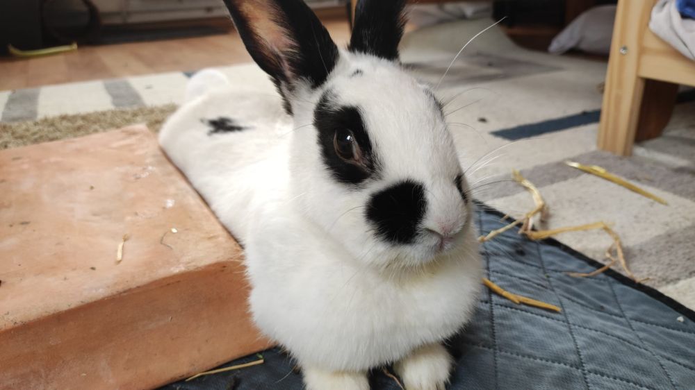 Ein schwarz weißes Kaninchen liegt ausgestreckt und schaut in die Kamera.