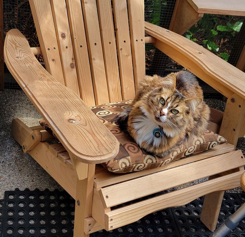 A small, medium-haired cat sits on top of a pillow that is on a wooden deck chair. The chair is located inside a catio, with plant life on the outside.