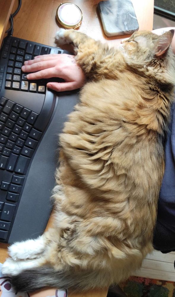 A large cat sleeps while stretched out across a desk. A person's hand is coming out from underneath the sleeping cat to use the computer keyboard.