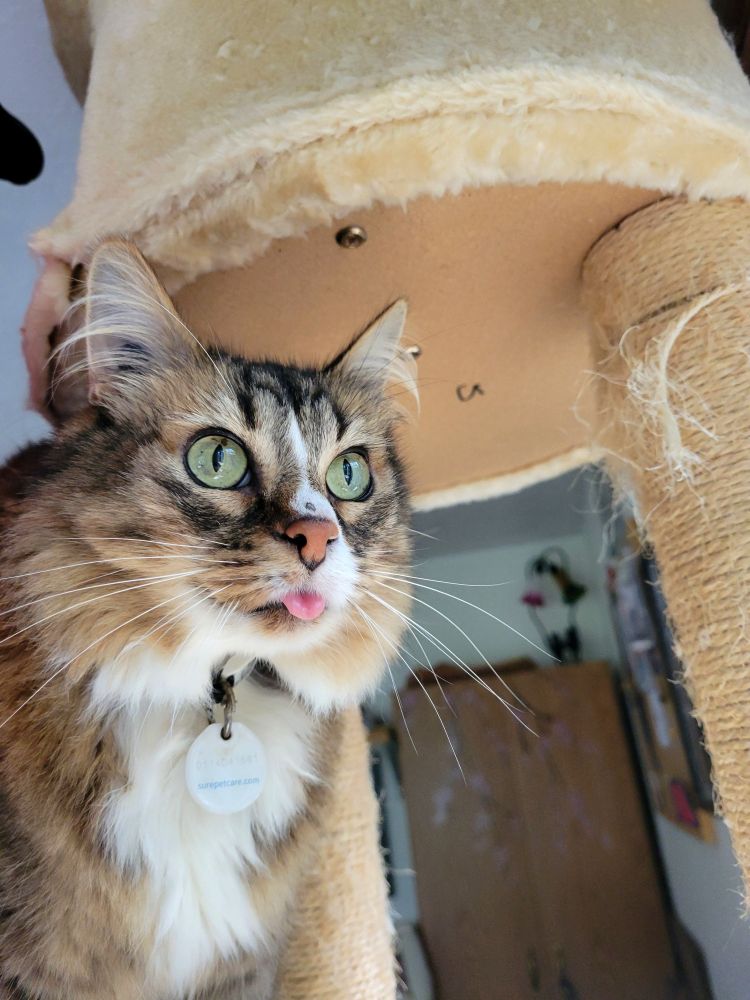 A medium-hair brown, black and white tabby cat with large green eyes stares to the right. He has a small blep.