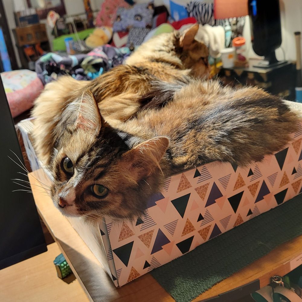 Two cats nestled together in a box. The smaller cat is looking at the camera.