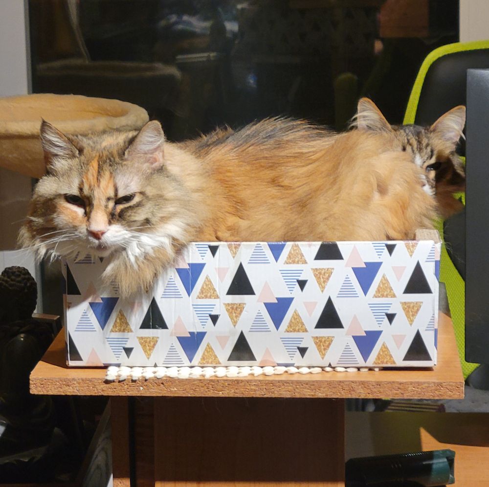 A side view of a cat nestled in a box. Behind her, you can just see another cat is also in the box.