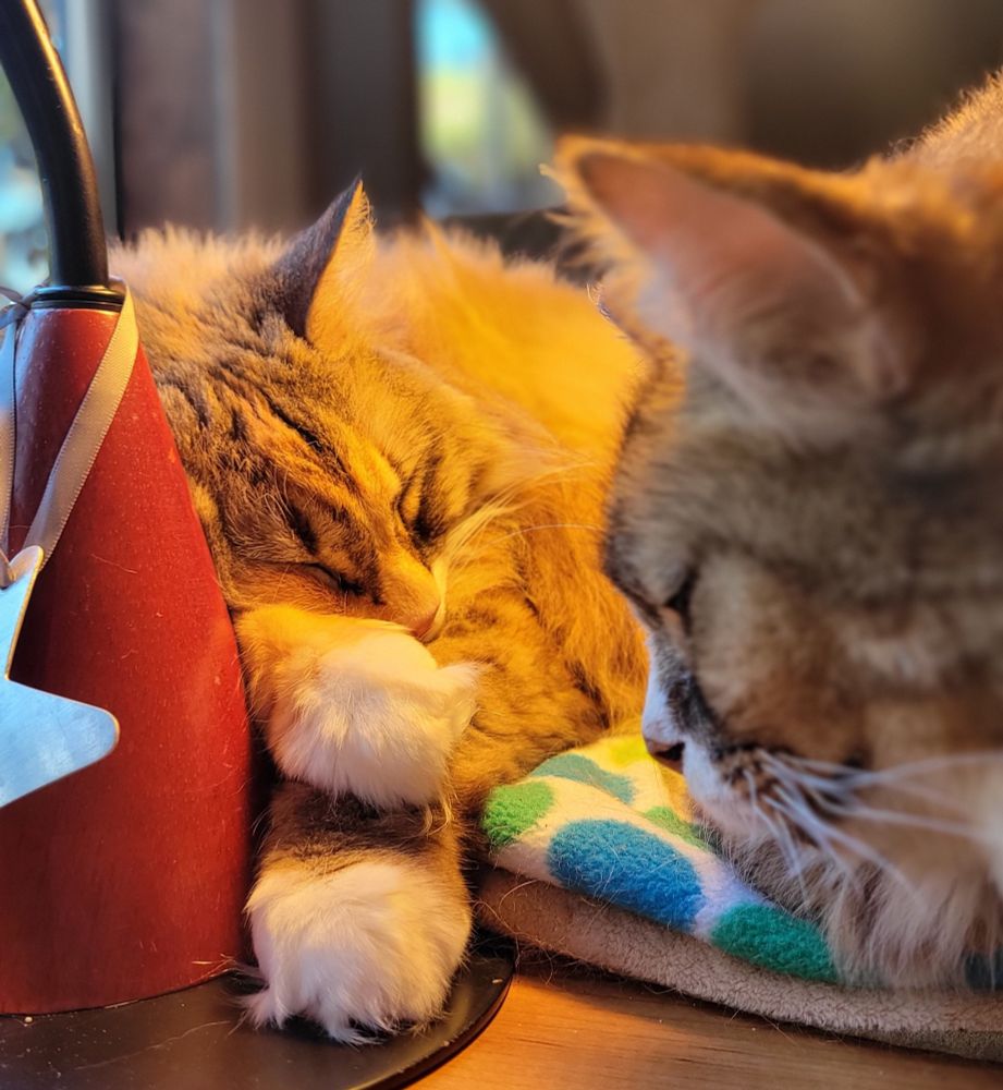 Two cats sleeping on a blanket. One is in the foreground, and one is in the background. The farther cat is in focus.