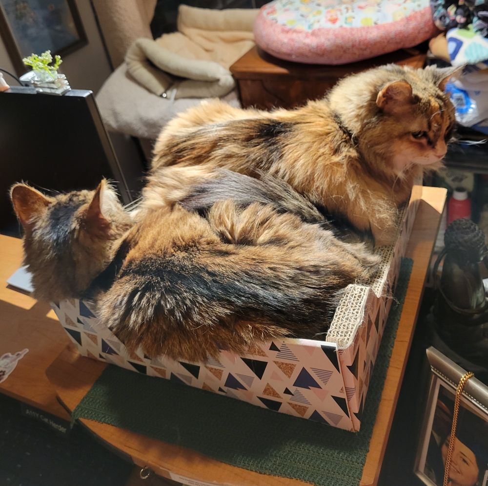 Two cats are nestled together in a cardboard box