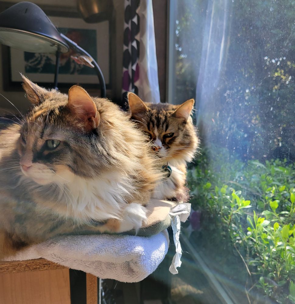 Two long-haired cats sit side by side next to a window looking out onto vegetation and sunshine. The larger and closest cat is looking off camera. The smaller cat in the background is looking at the camera over the larger cat's shoulder.