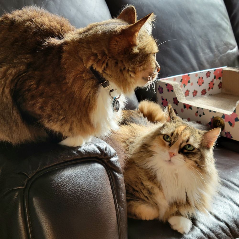 A long-haired dilute calico cat loafs on a couch. She is warily eyeing a medium-haired tabby cat who is loafing on the couch armrest next to her.