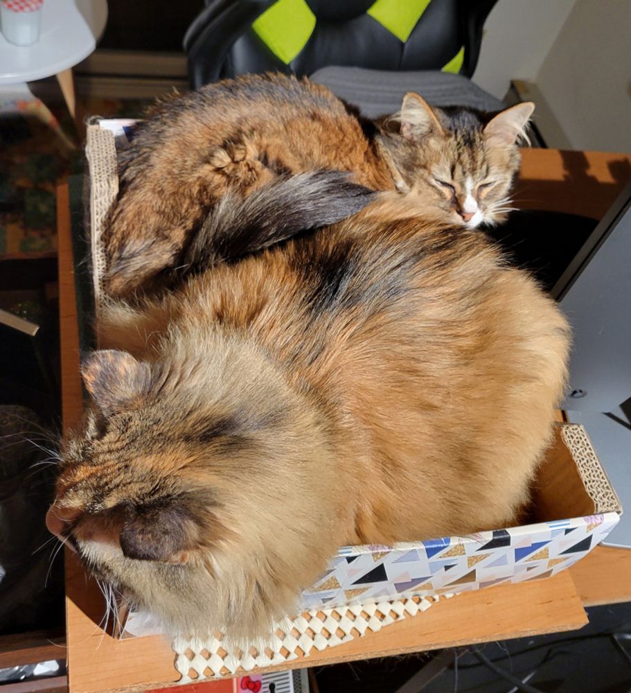 A view above of two cats nestled together in a box.
