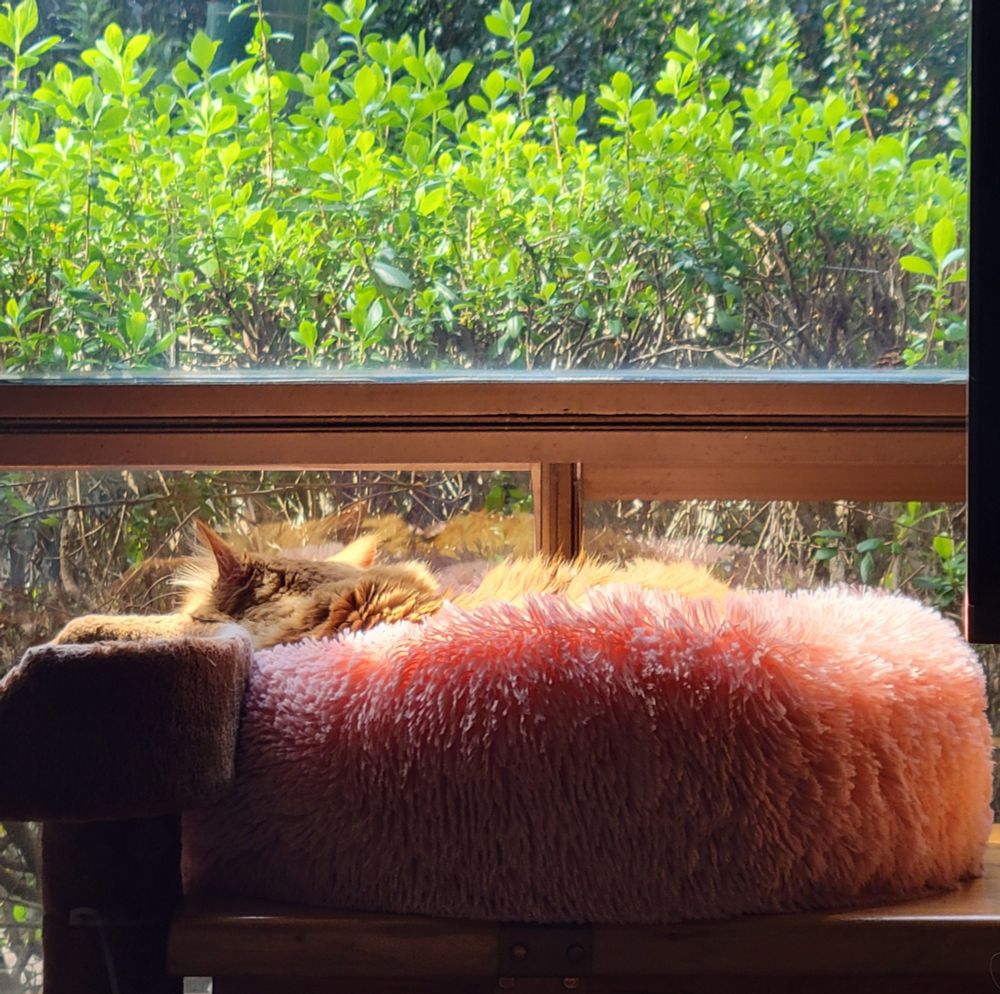 An orange cat is lying down in a fluffy pink cat bed, facing away from the camera and toward a large window overlooking a bush.