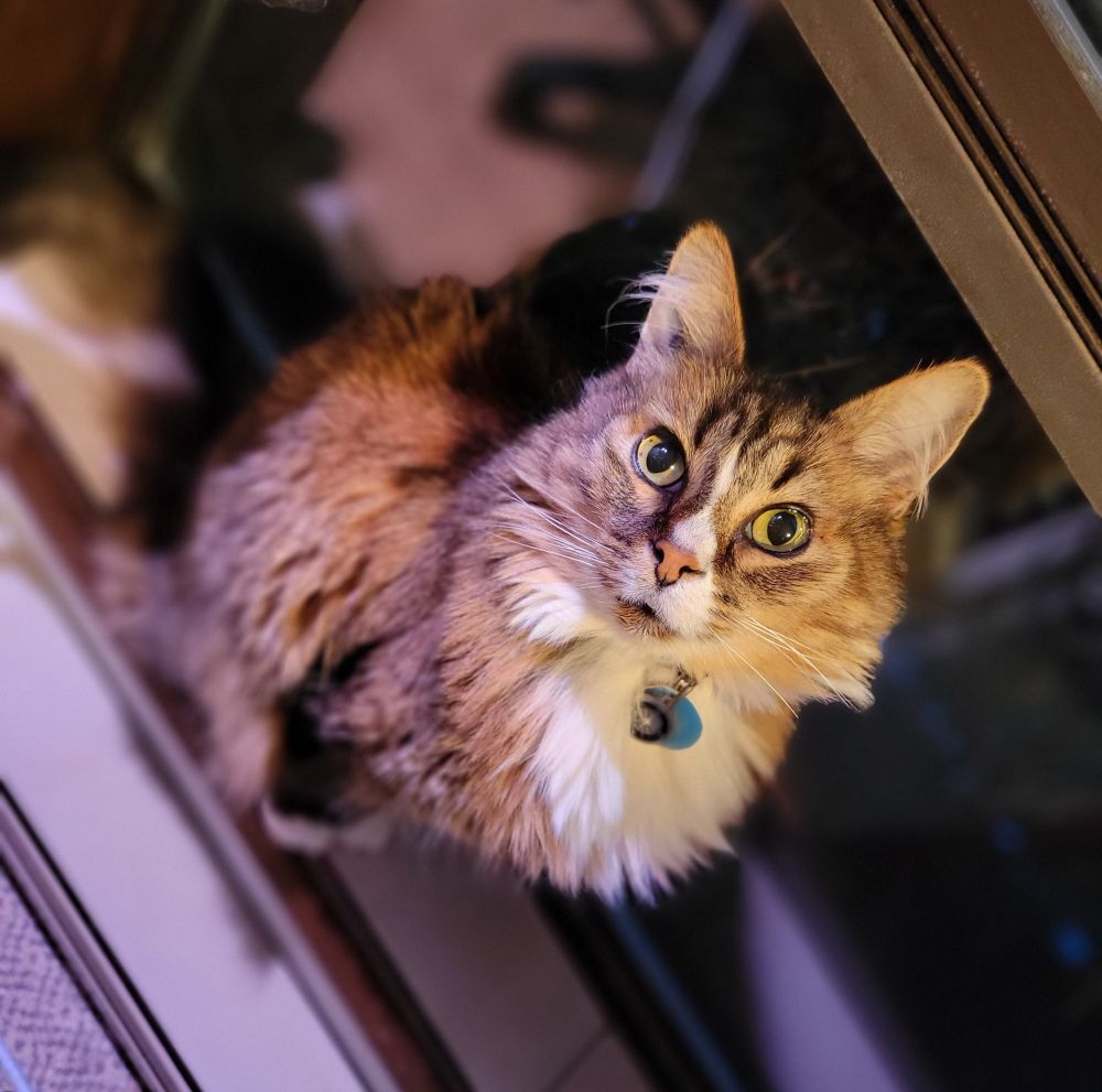 A medium-hair, brown and white tabby cat looks up into the camera with large green eyes.