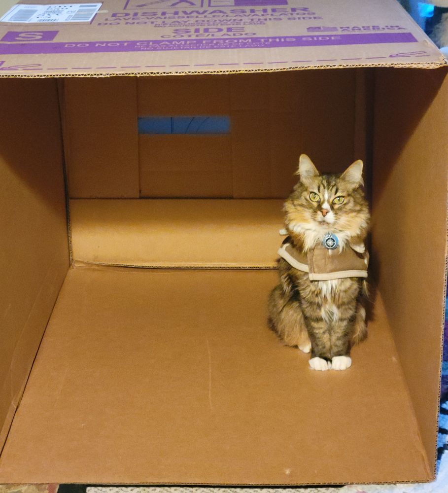 Jack the cat stands in a very large cardboard box that is on its side. He is looking at the camera.