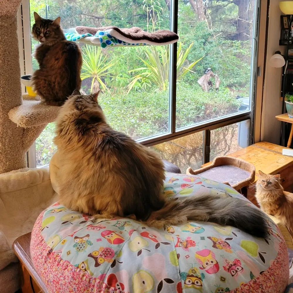 Jack the cat sits in front of a bowl of kibble on the shelf of a cat tree. He is looking back at the camera. Sherlock the cat sits behind him on a pillow. Zen the cat sits waiting further down.
