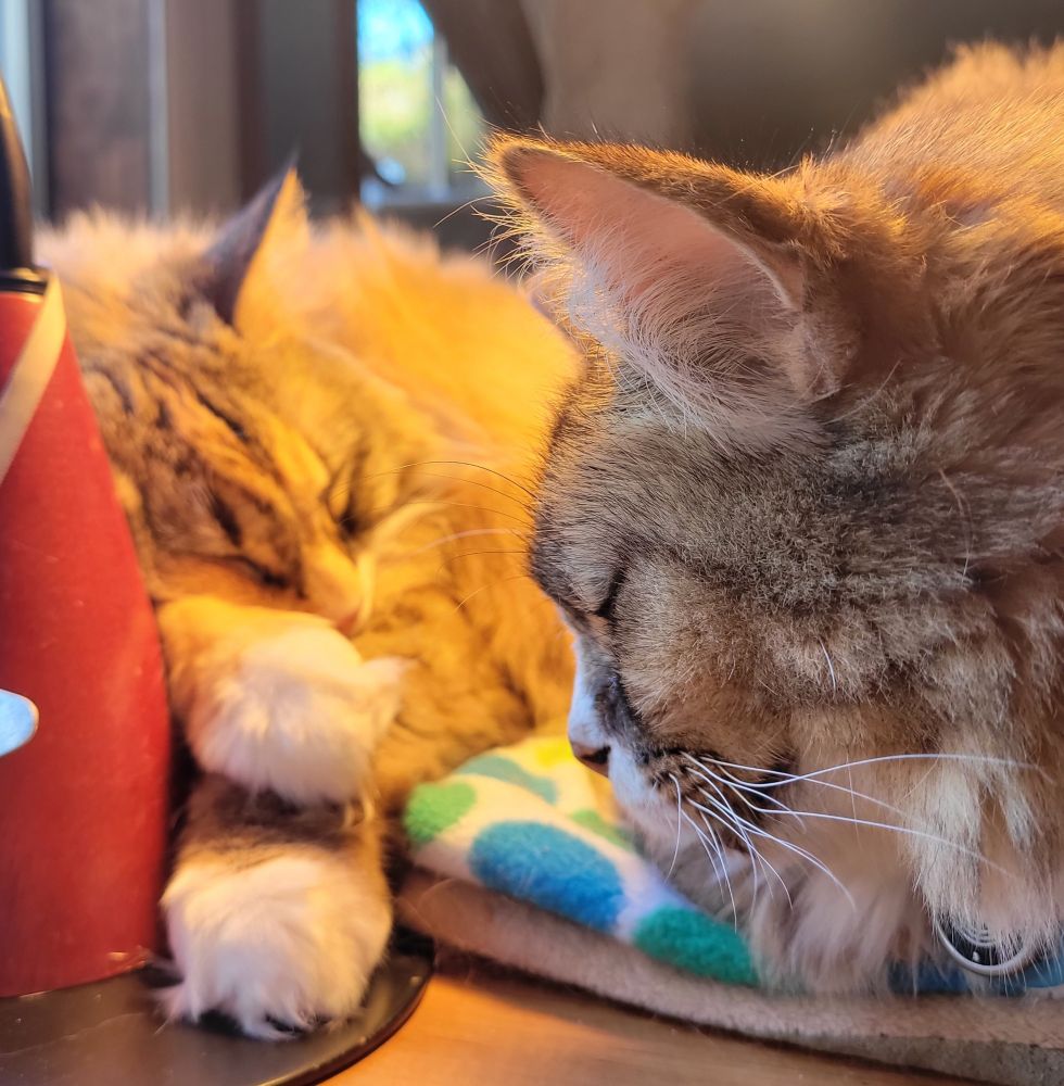 Two cats sleeping on a blanket. One is in the foreground, and one is in the background. The closer cat is in focus.