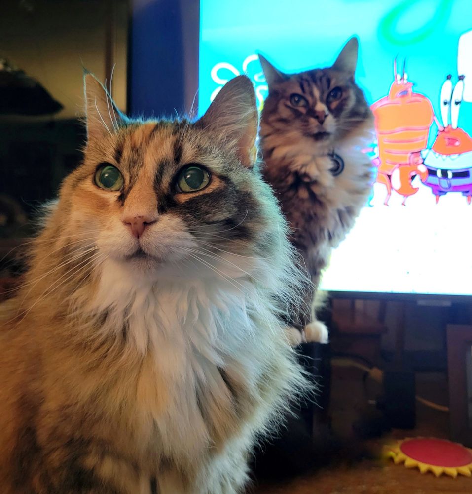 Two long-haired cats stand in front of a TV, both staring in the same direction off camera. The TV is playing a cartoon.