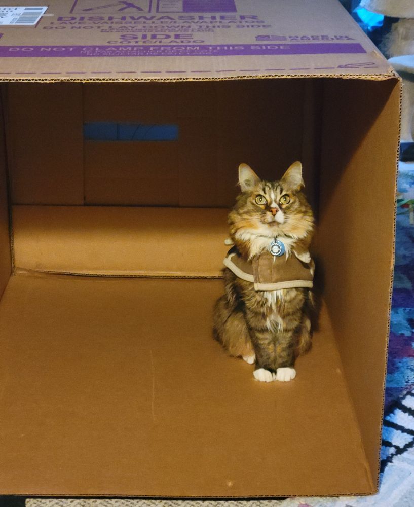 Jack the cat stands in a very large cardboard box that is on its side. He is looking upward.