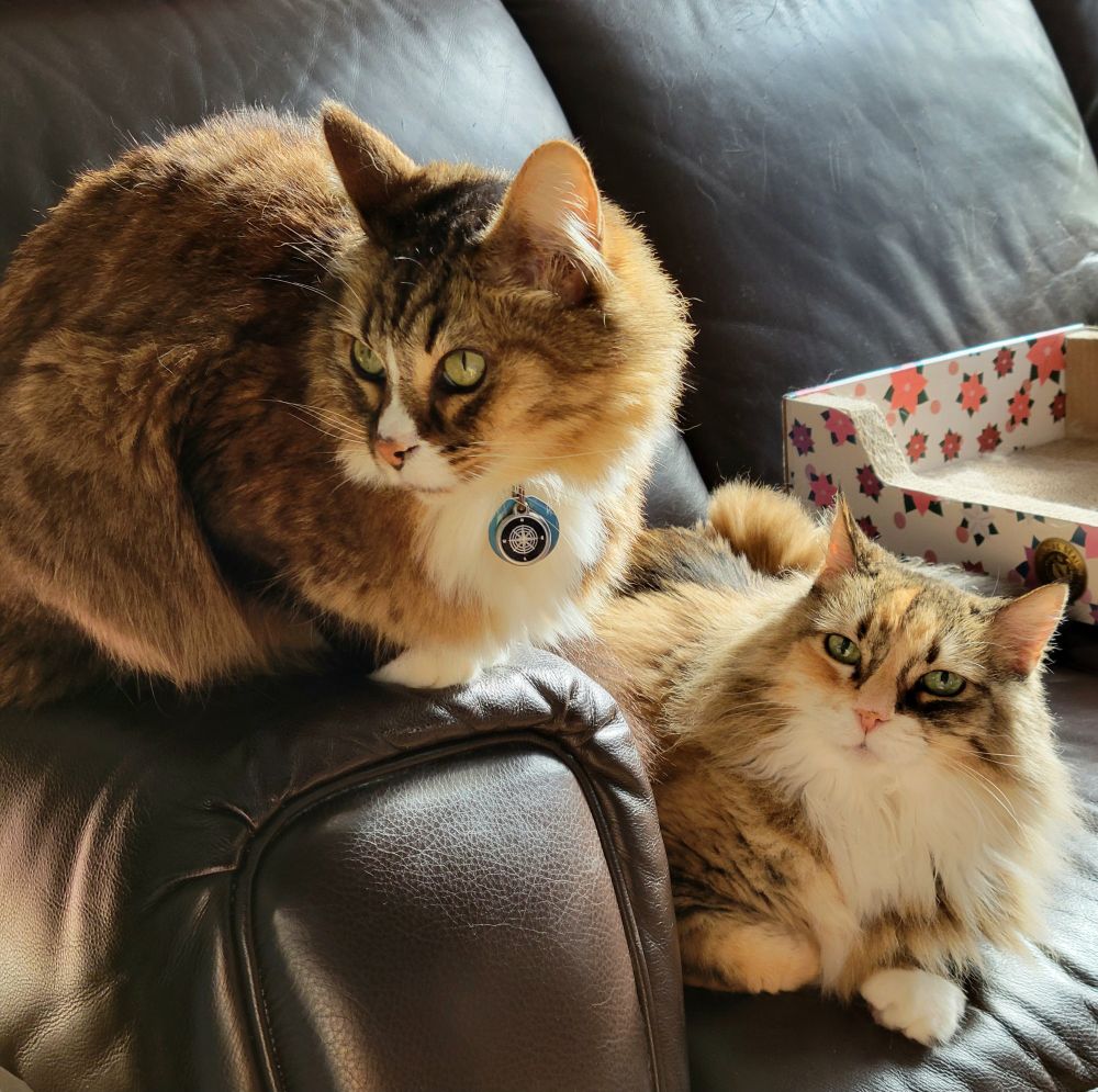 A long-haired dilute calico cat loafs on a couch. She is looking at the camera. A medium-haired tabby cat is loafing on the couch armrest next to her.