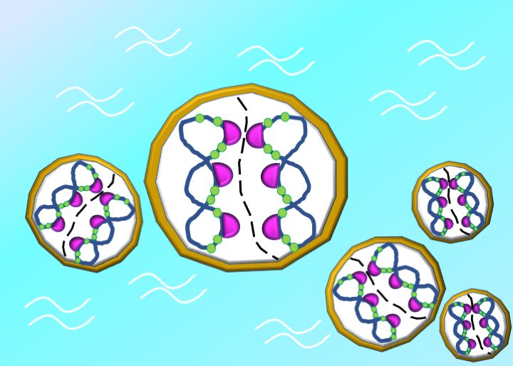 Diagram showing archaeal cells containing two chromosomes bound by proteins prior to cell division.
