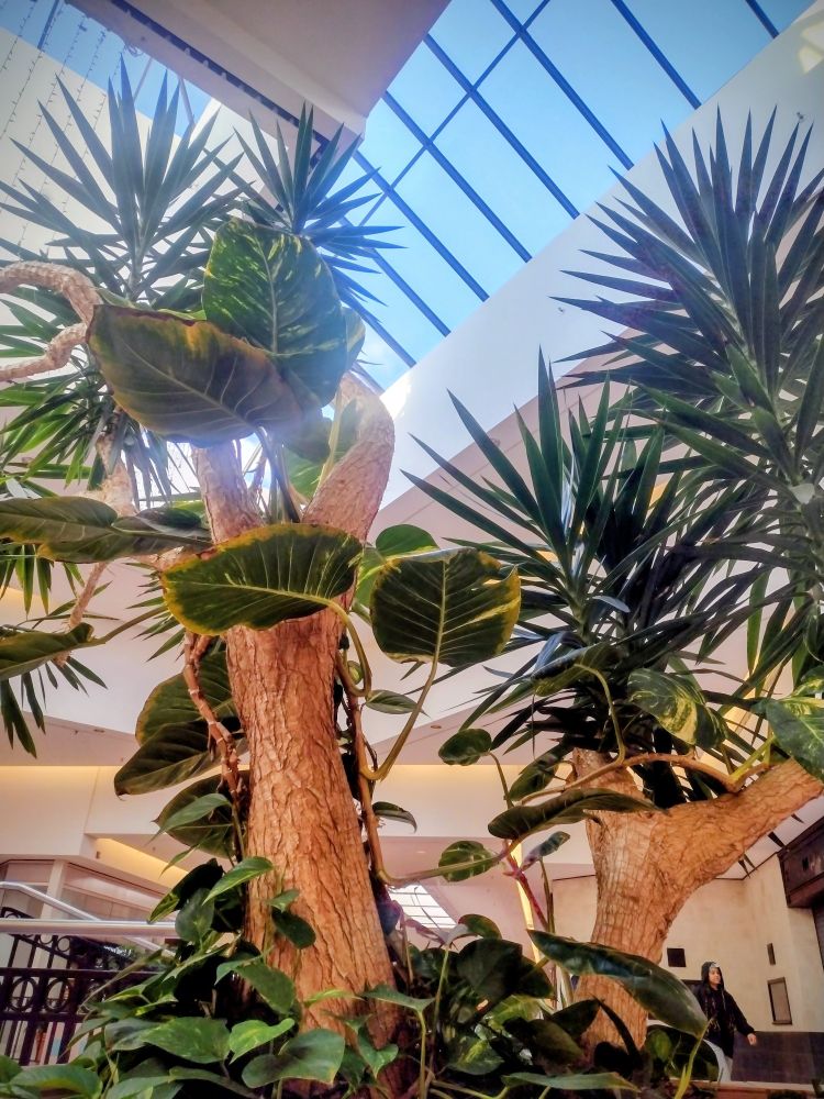large tropical indoor plants under a skylight. 