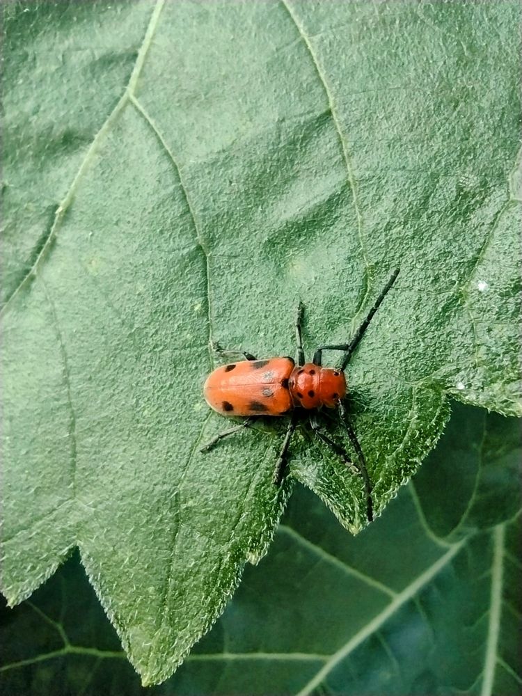 Close up photo of a red milkweed beetle on a green sunflower leaf. Beetle has long black antennae, orangish red head and body, with black spots and legs