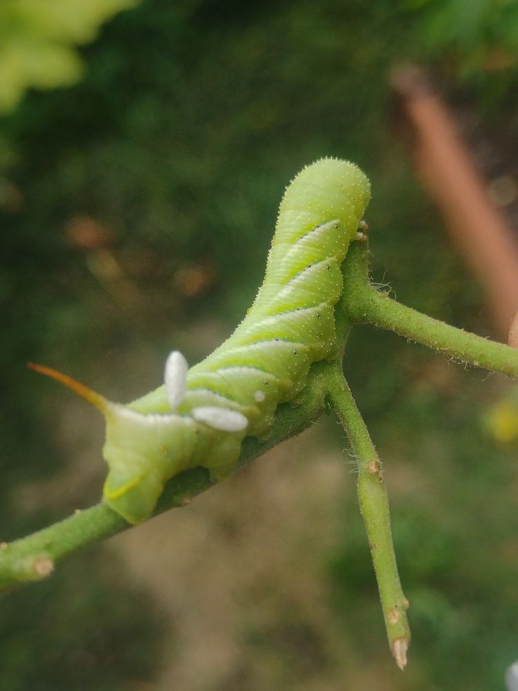 Close up of a green tomato hornworm caterpillar with two parasitic wasp cases on its back 