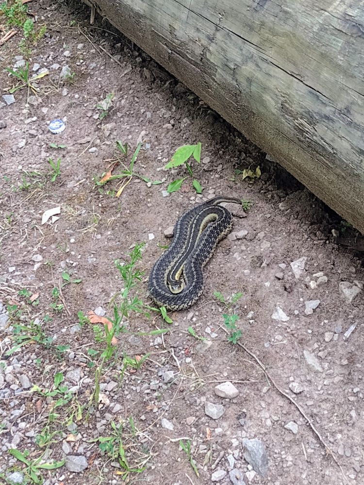 A brown and green snake, coiled up on a rocky patch of ground near a log it probably hangs out under. 