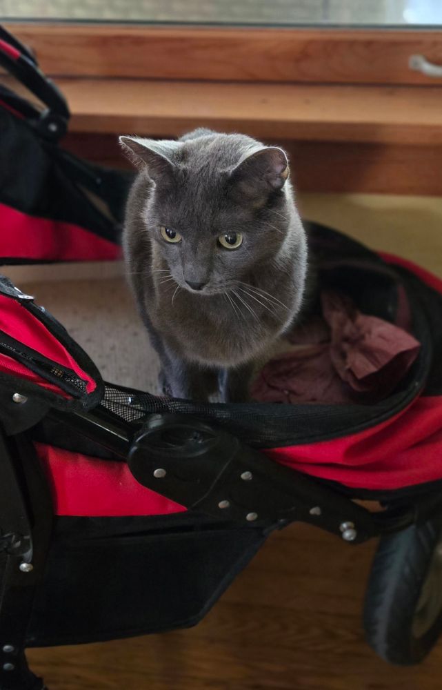 A gray kitty sits in a red pet buggy buy a window sill