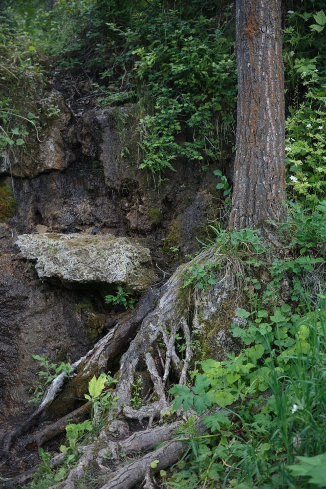 A tree with long roots that stretch down following the wall of stone it grows in front of, with the mossy soggy water of a nearby waterfall feeding it
