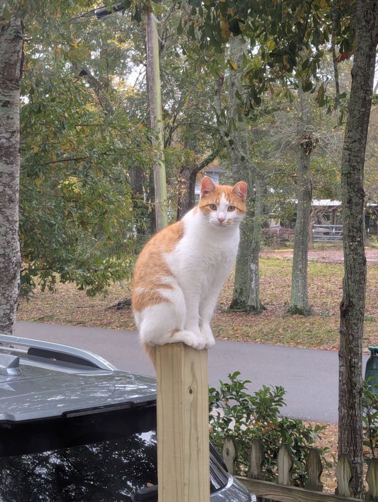 White and orange adult cat sitting on a fence post.