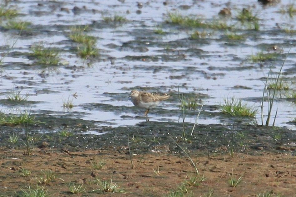 Temminck's Stint, one of two at the old scrapes (05/07/25)