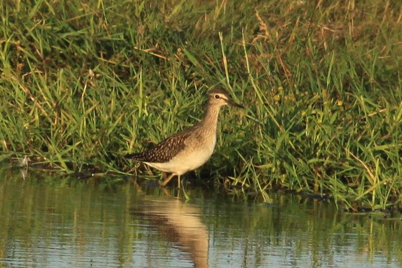 Juvenile Wood Sandpiper, old scrapes (18/07/25)