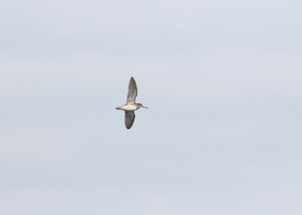 Jack Snipe at Fluke Dub, Dunbar. Clearly fresh in off the sea
