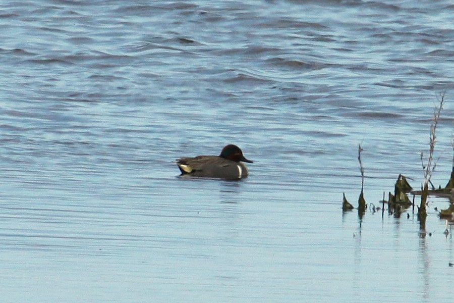 Drake Green-winged Teal, Musselburgh new lagoons (14/05/25)