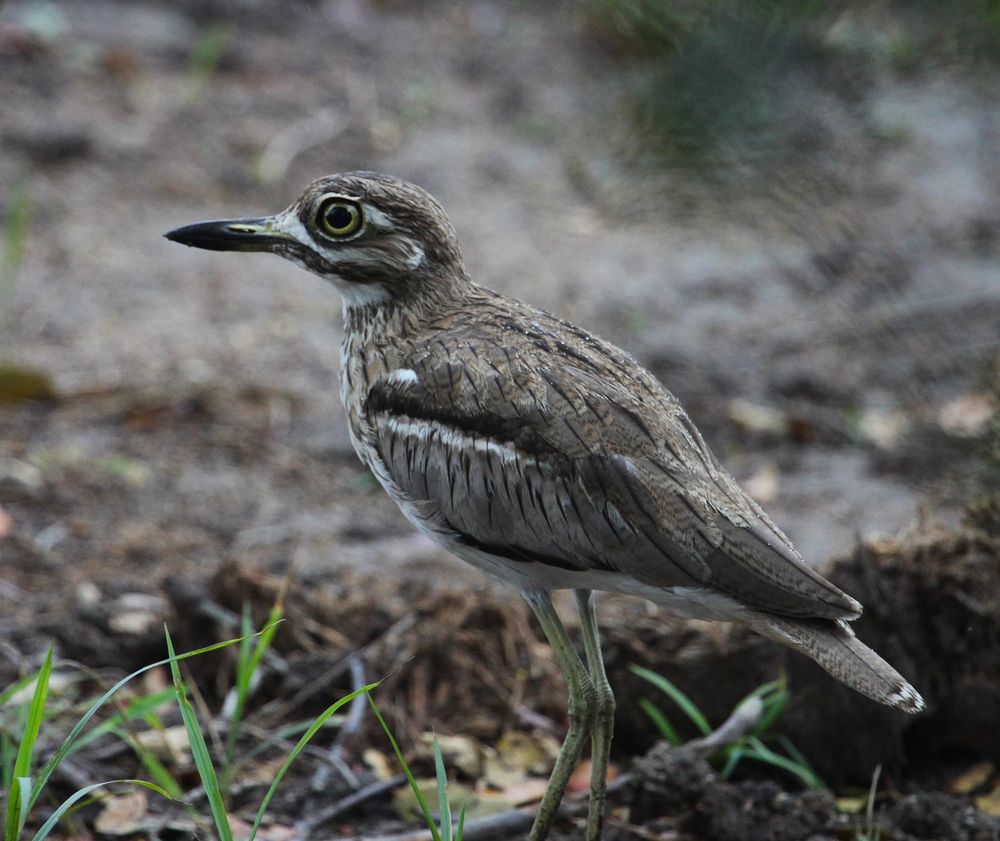 Water Thick-knee, Kruger National Park