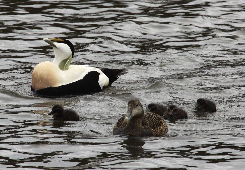 Eider with brood of 5 chicks (one out of shot), Musselburgh (14/05/25)