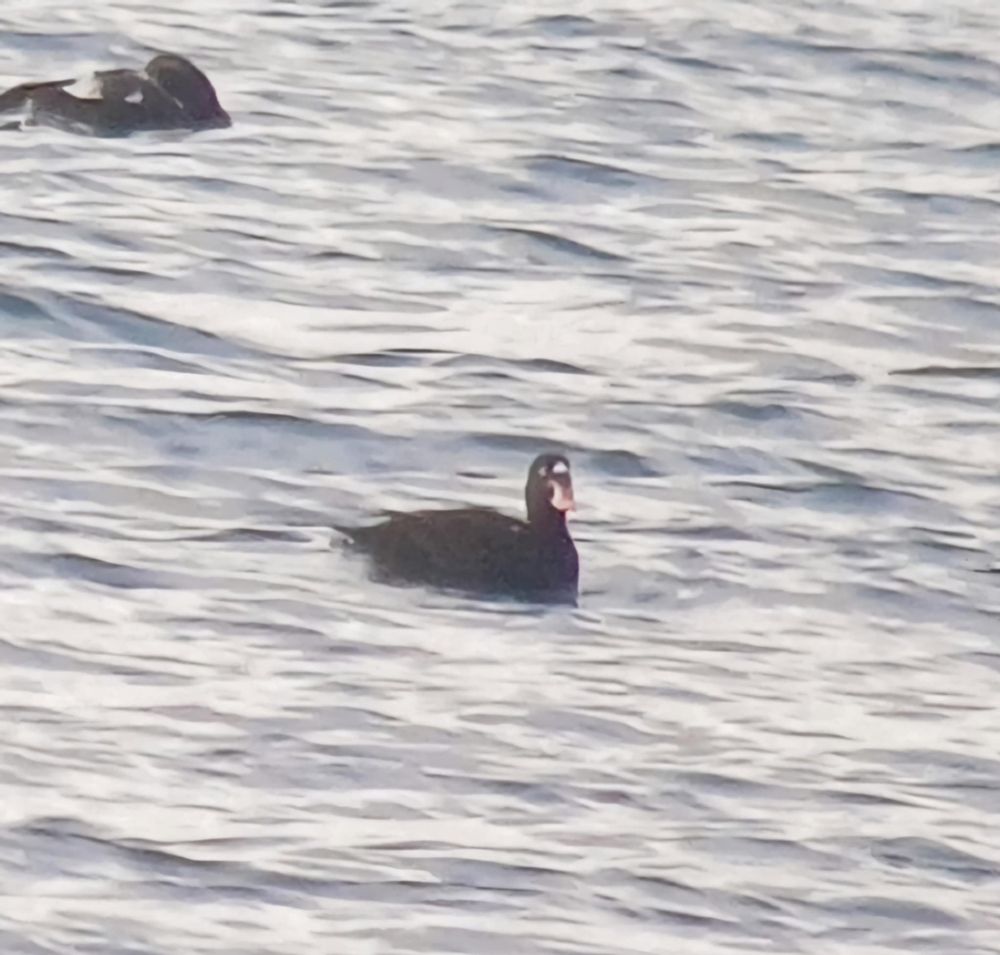 Drake Surf Scoter off the seawall (01/07/25)