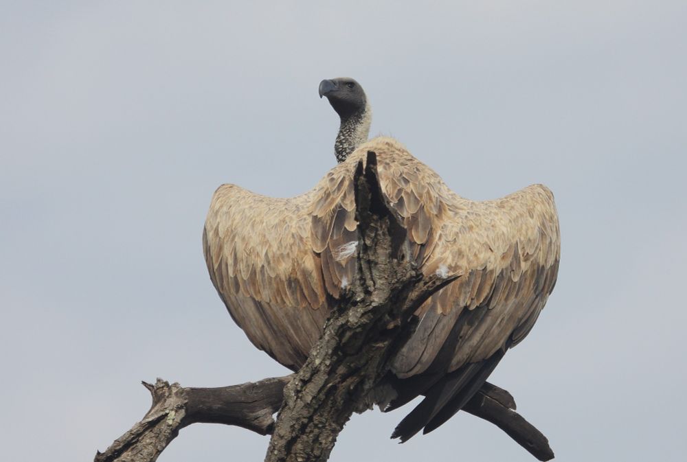 White-backed Vulture, Kruger National Park